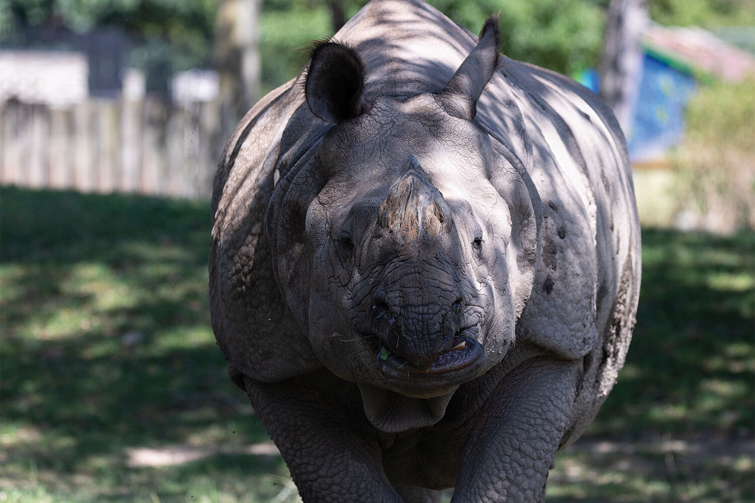 Buffalo-Zoo_StephenGabris15.jpg